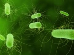 Bacterias. Proteja sus productos con aditivos. Antibacterianos - Sercalia